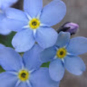 Meet your Posher, Jasmine